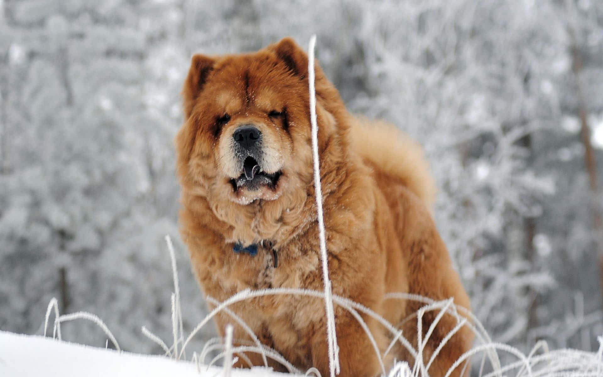 愛玩的 Chow Chow，耳朵垂墜 壁紙 — 一隻毛茸茸的棕色鬆獅犬在白雪皚皚的冬季森林中警覺地站立，身後是結霜的樹枝。