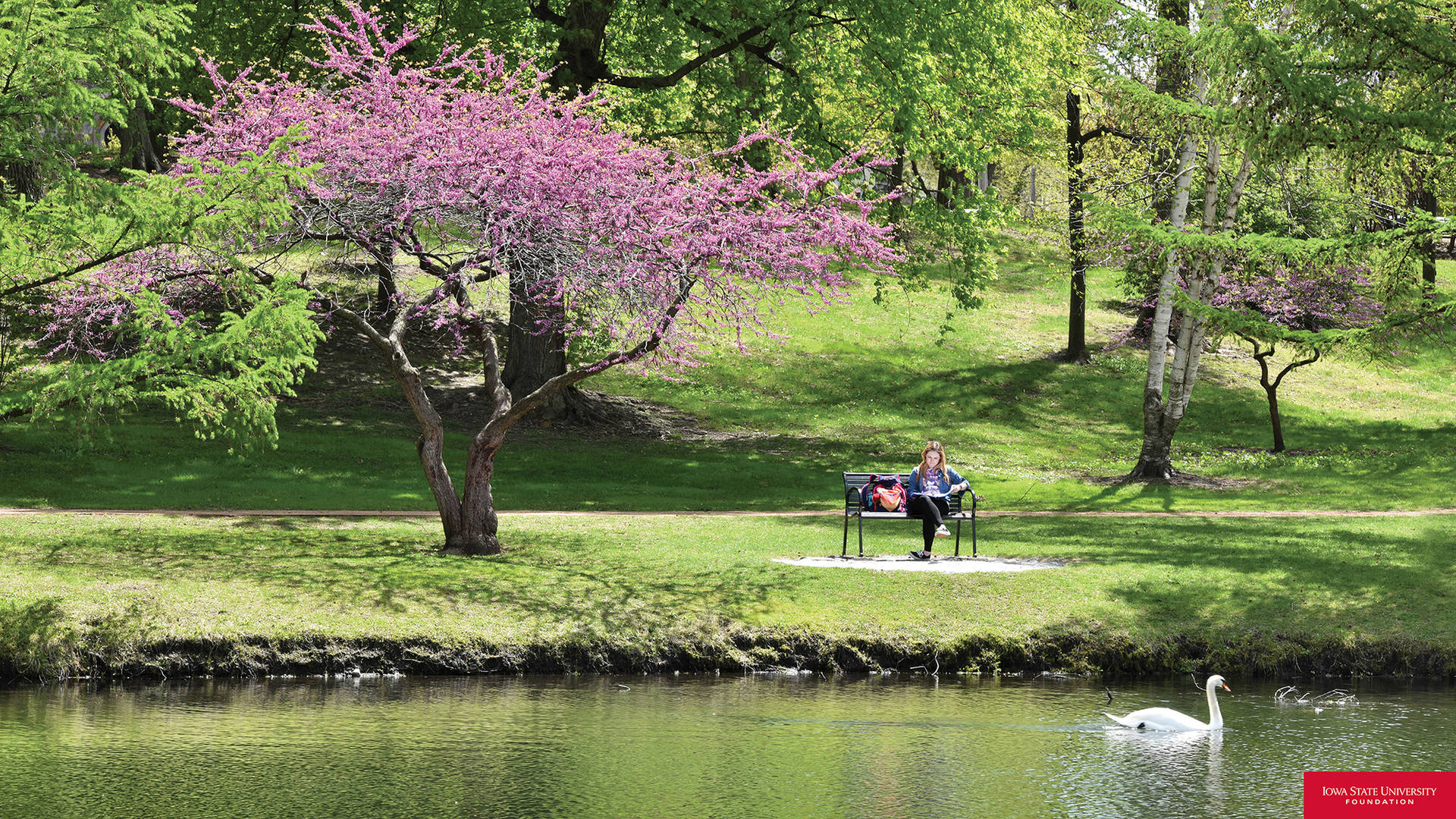 人在公園長椅上閱讀，附近有池塘、天鵝和開花的樹。