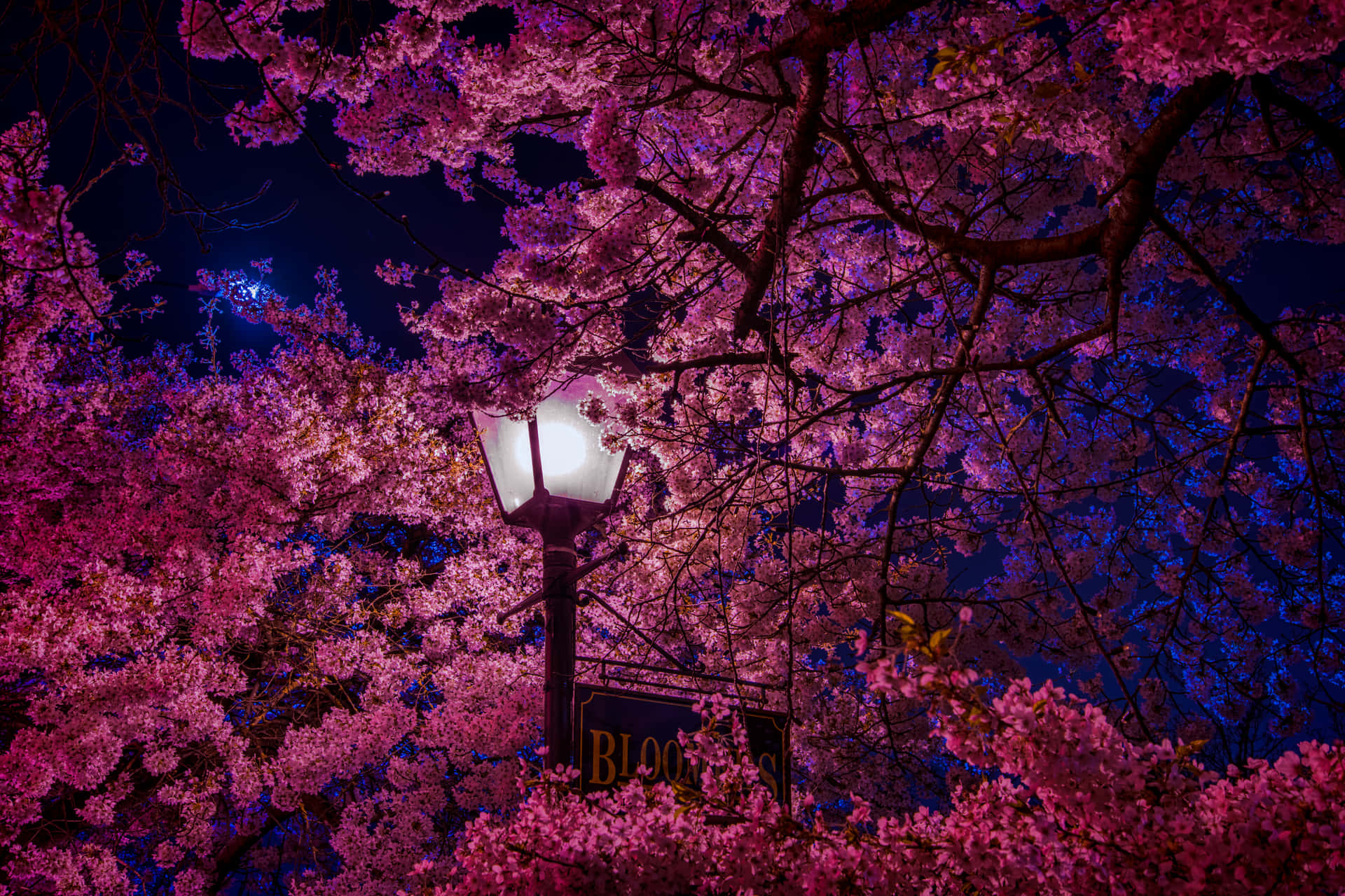 粉紅色的櫻花在夜晚的街燈下閃閃發光。