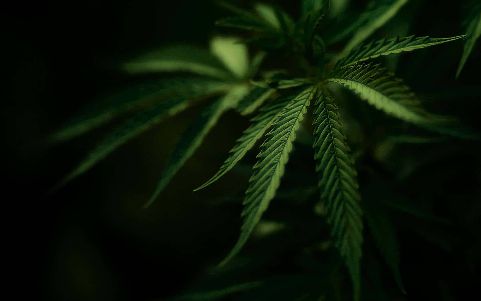 在黑暗背景下被綠色照亮的大麻葉。