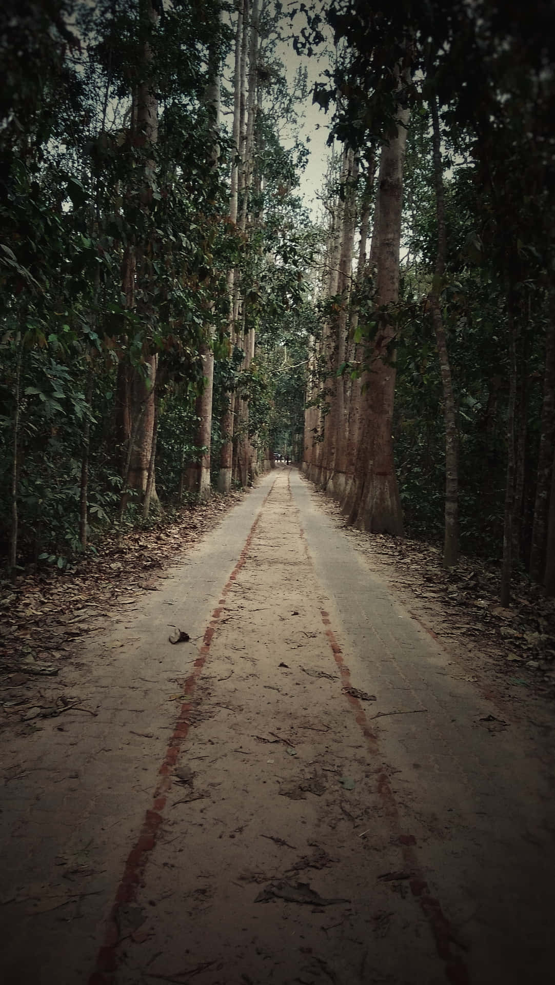 一條寧靜的森林道路，兩旁是高聳的樹木和落葉。