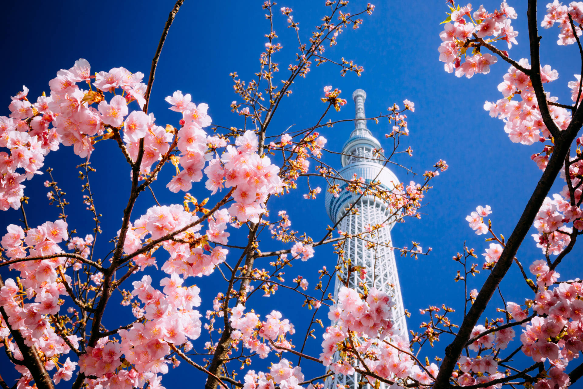 粉紅櫻花襯托著東京晴空塔，背景是清澈的藍天。