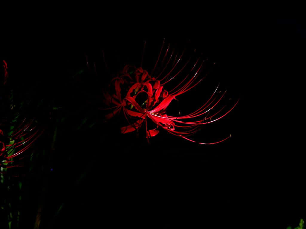 一朵發光的紅色彼岸花在黑色夜晚背景下格外突出。