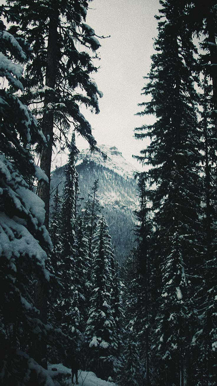 冬日森林中積雪的松樹，遠方有山巒。