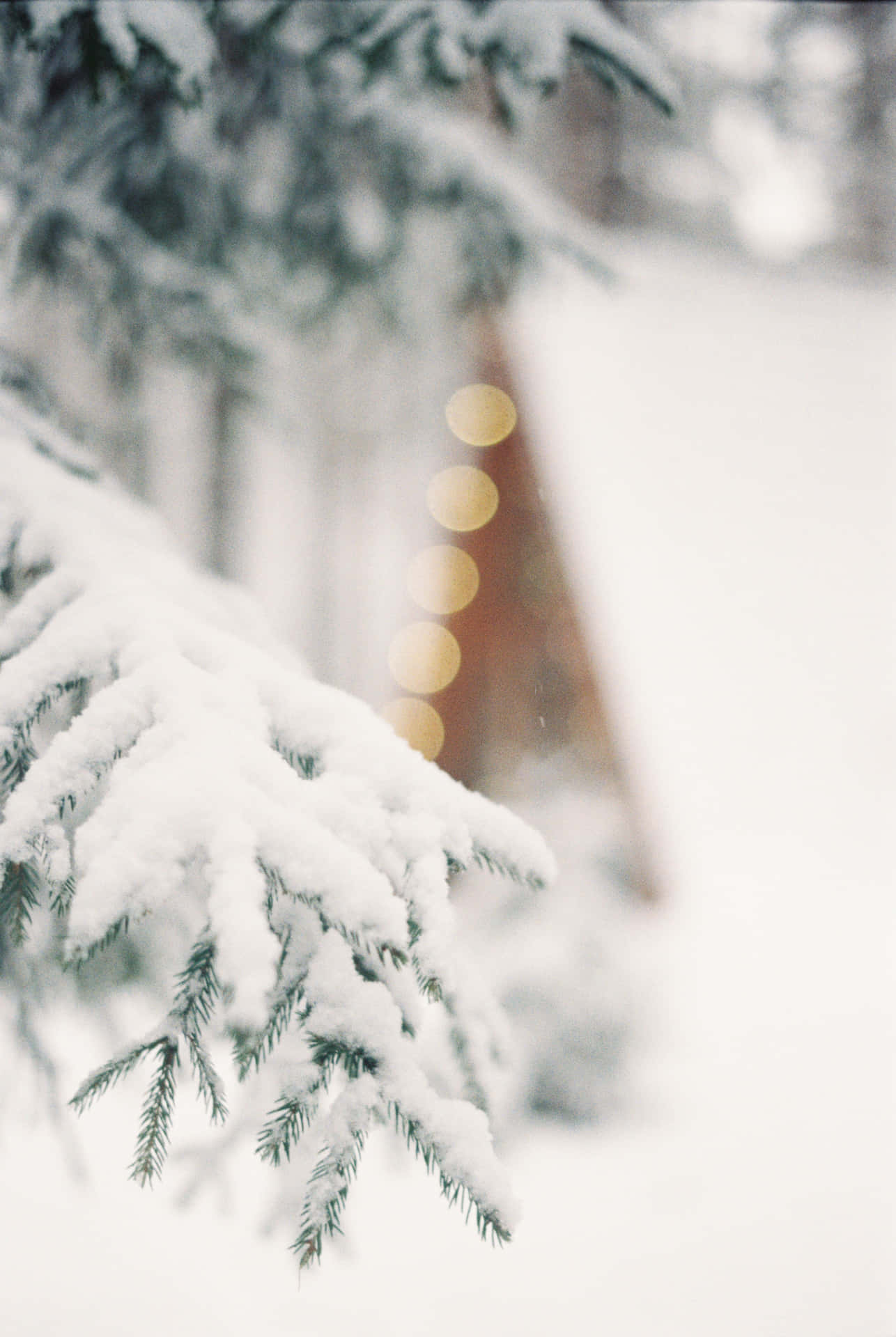 背景中帶有溫暖散景燈光的積雪松樹枝條。