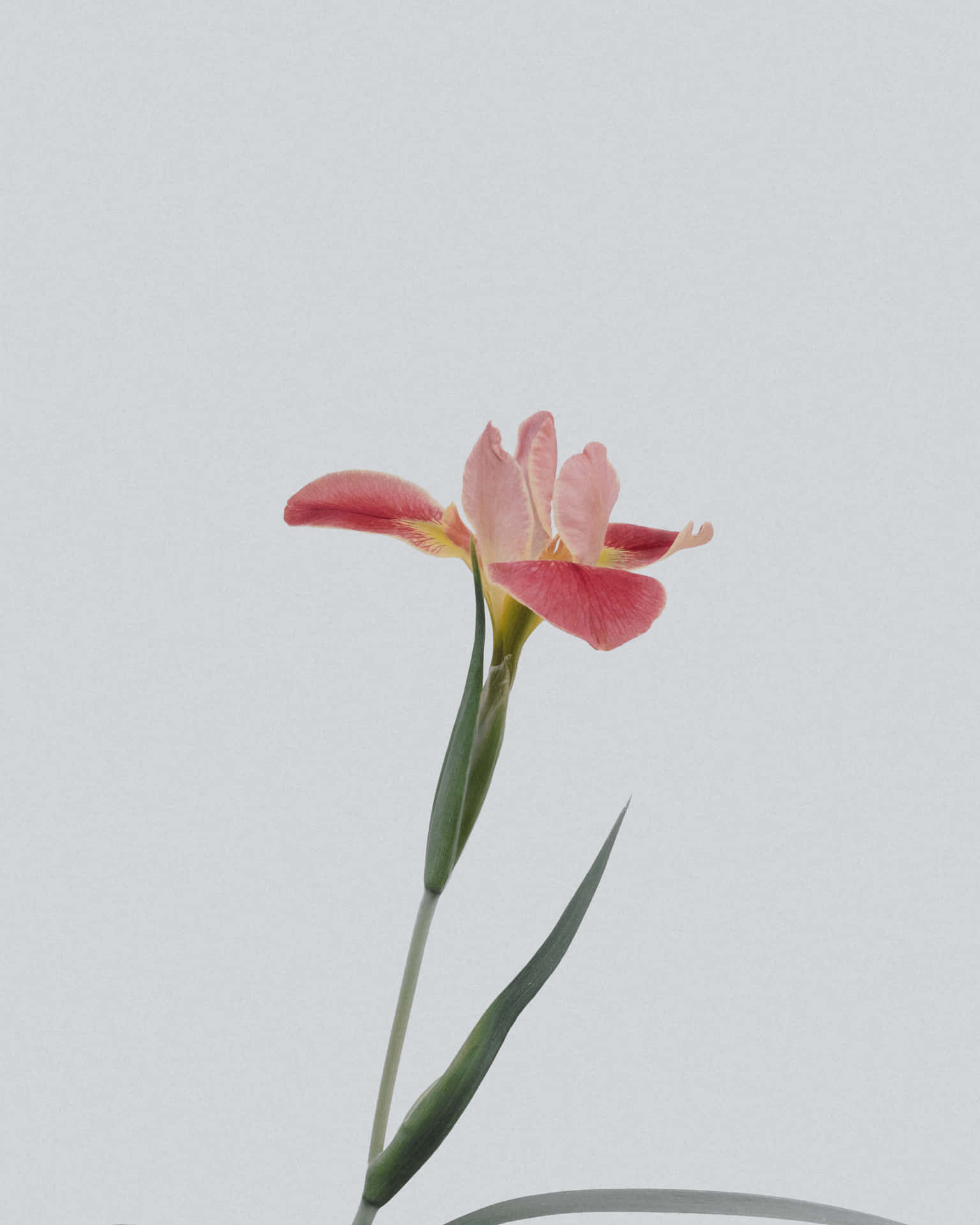 一朵粉紅色鳶尾花，帶綠色莖，在灰色背景前。