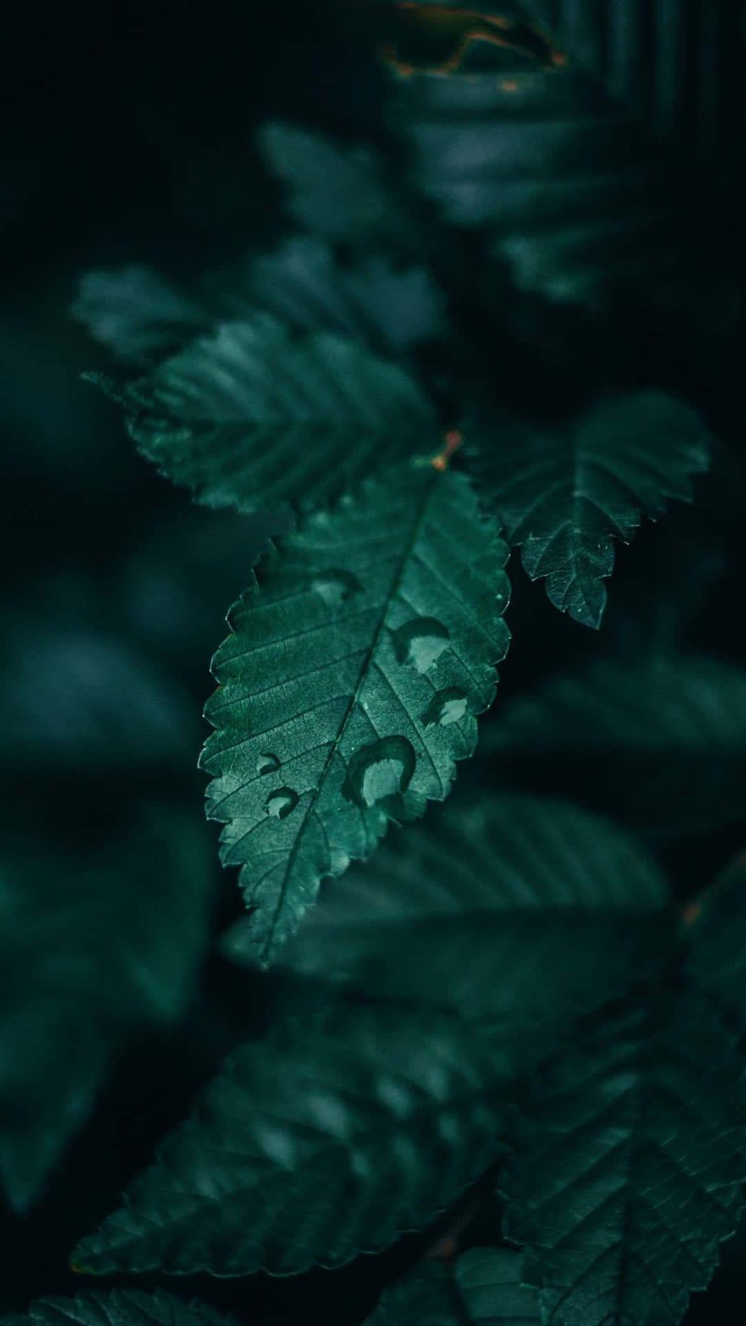 黑暗森林中一片帶有水珠的綠色葉子。