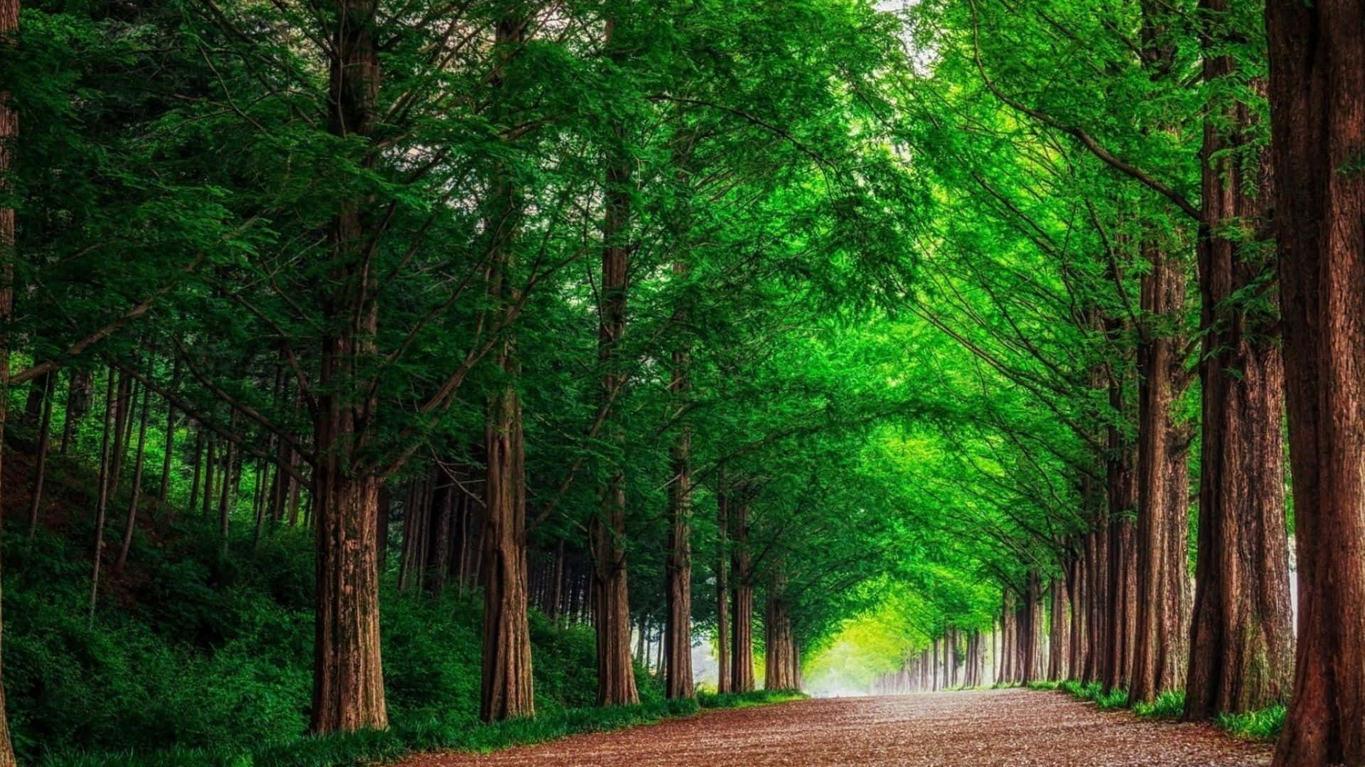 感受自然的清新背景 壁紙 — 一條蜿蜒的泥土小徑穿過茂密的高大綠樹樹冠，形成一條寧靜的自然隧道。