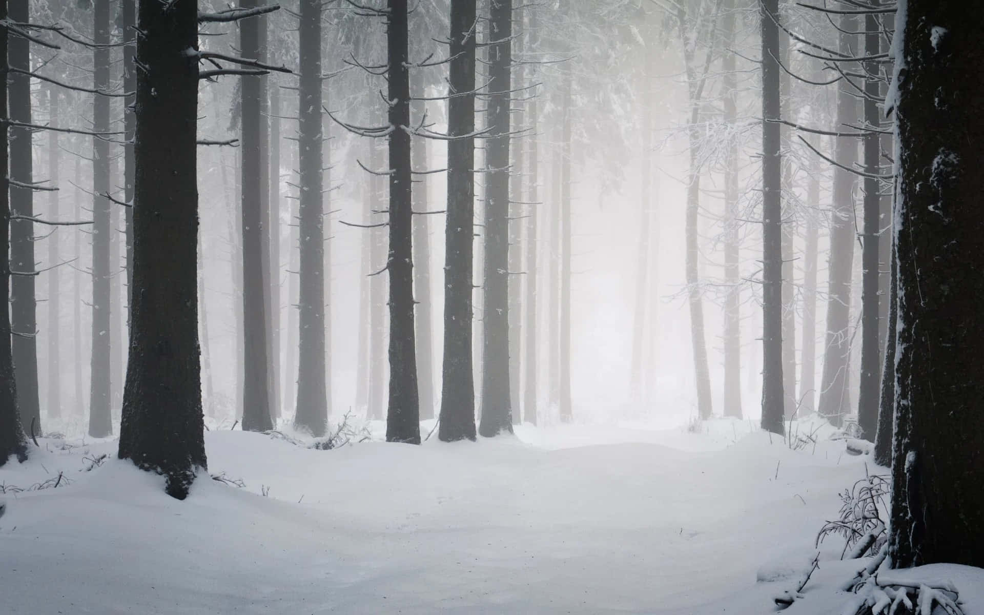 白雪覆蓋的森林，高大的樹木和霧氣瀰漫的氛圍