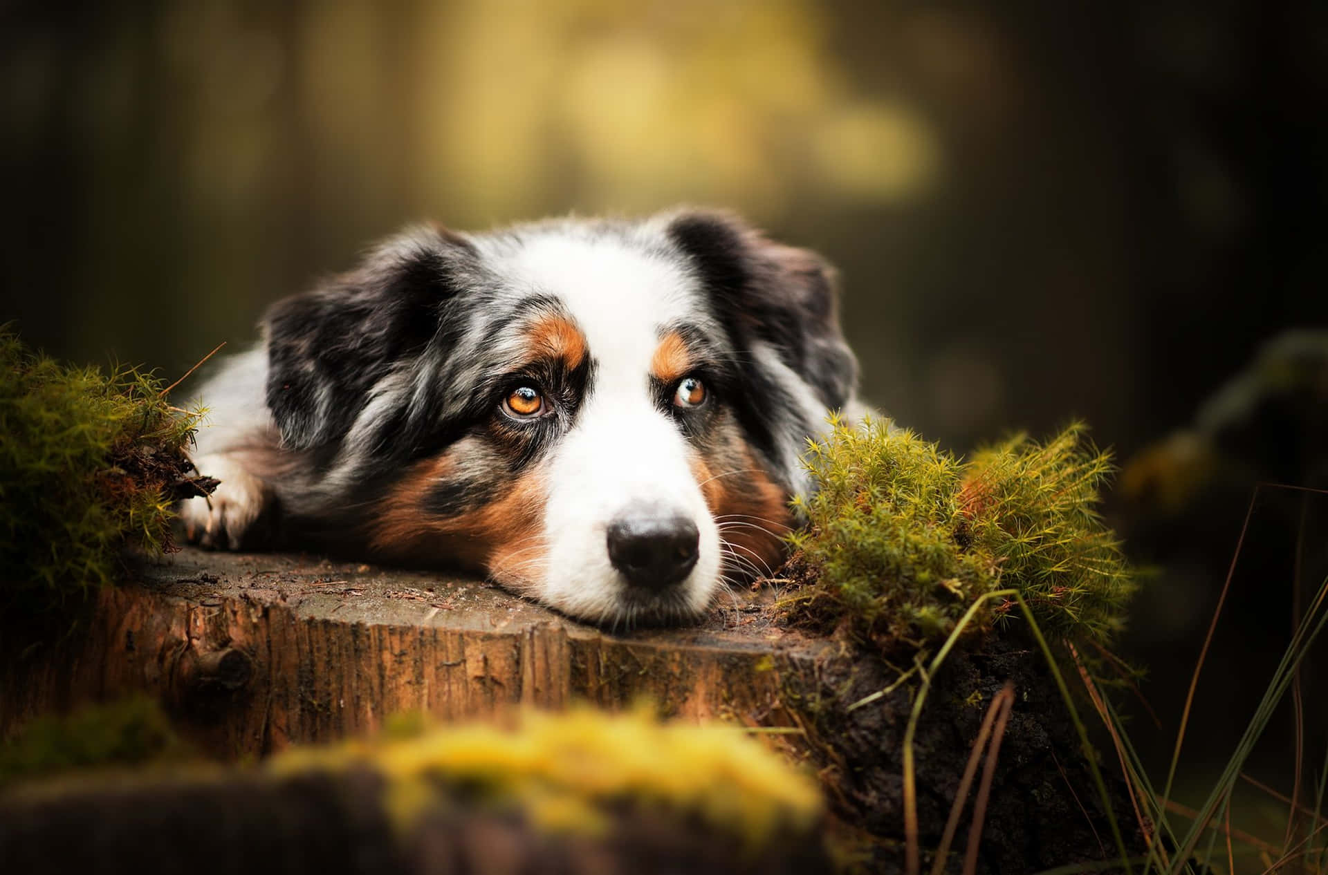 澳洲牧羊犬將頭靠在森林中長滿苔蘚的樹樁上