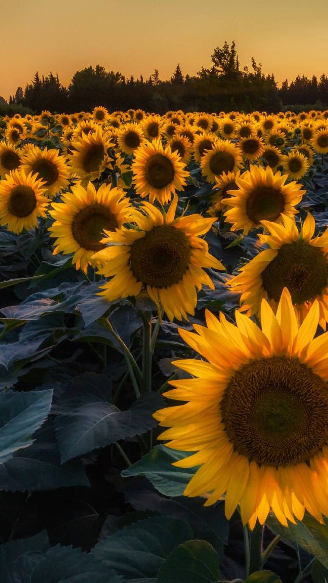 感性陰影向日葵 iPhone 壁紙 — 一片金色向日葵田沐浴在溫暖的夕陽光中，深綠色葉子和遠處樹木在橙色天空下形成剪影。