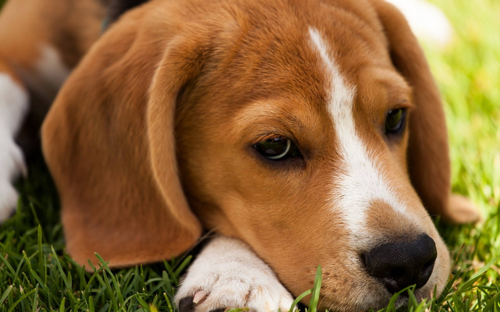 慵懶比格犬頭像 壁紙 — 一隻啡白色比高犬小狗在鮮綠色草地上將頭放在爪上的特寫。