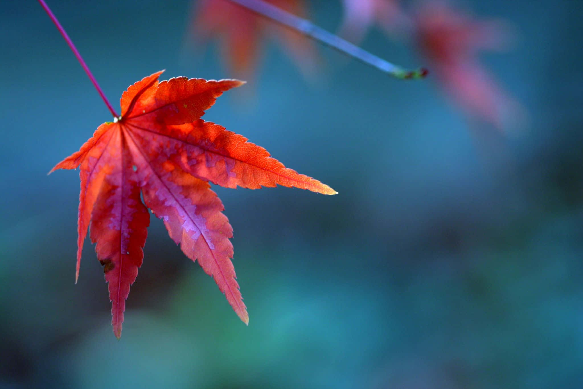 慶祝傳奇楓葉 壁紙 — 一片鮮紅的楓葉優雅地懸掛在柔和的藍綠色模糊背景上。