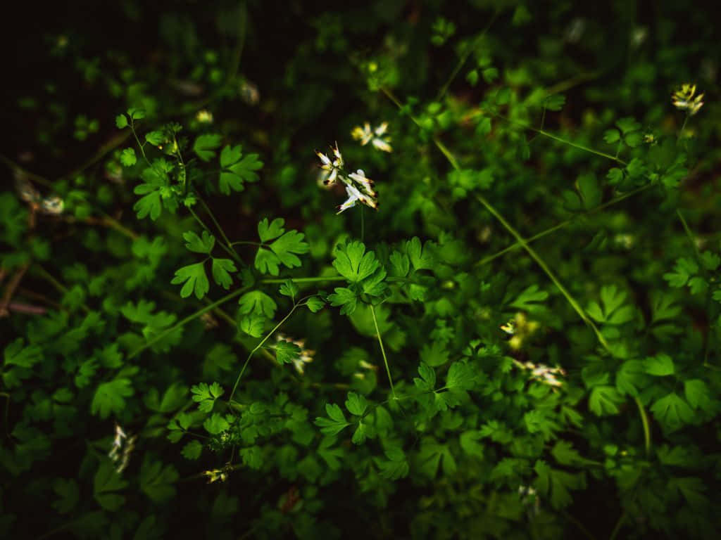 慶祝大自然的美麗 壁紙 — 柔和的森林地面場景中，精緻的白色花朵從茂密的綠色樹葉中探出頭來。
