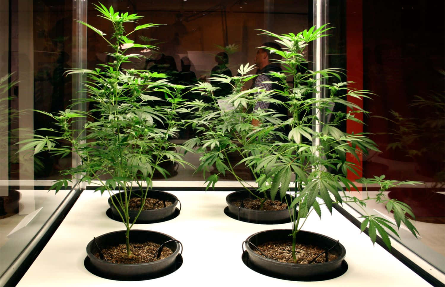 四棵大麻植物種在黑色花盆中，在室內明亮的燈光下展示。