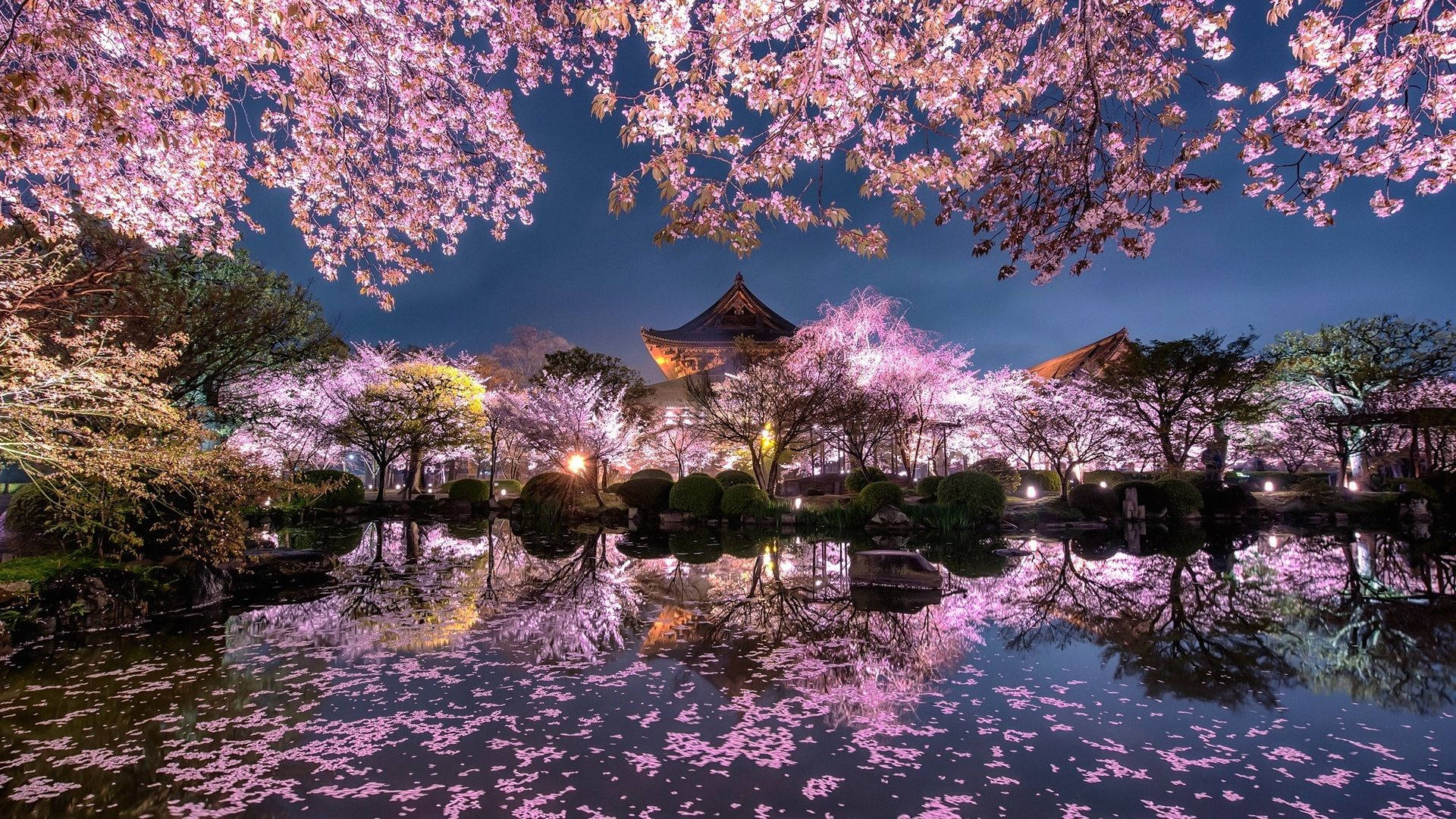 慶祝日本櫻花之美 壁紙 — 粉紅色的櫻花在頭頂盛開，並在夜晚倒映在傳統日本亭閣周圍的寧靜池塘中。