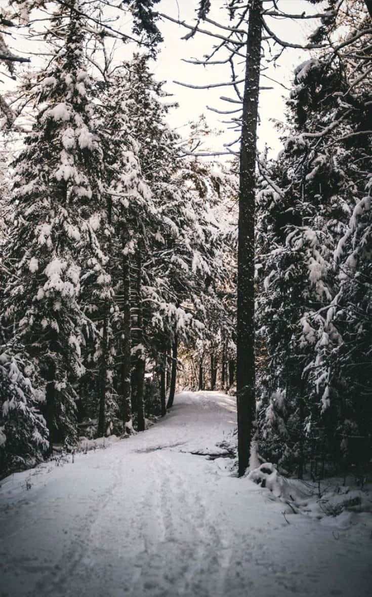 冬季常綠樹林立的雪地森林小徑。