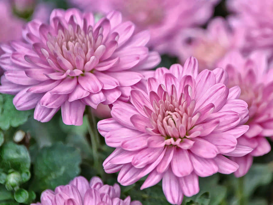 慶祝菊花之美 壁紙 — 柔軟粉紅菊花特寫，花瓣層層疊疊，綠葉柔和對焦。