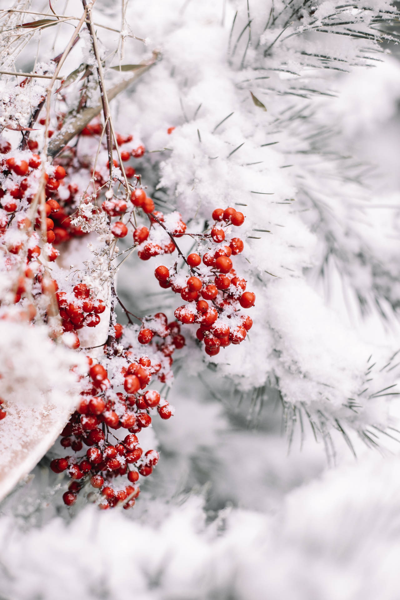 被雪覆蓋的紅色漿果在積雪的松枝上。