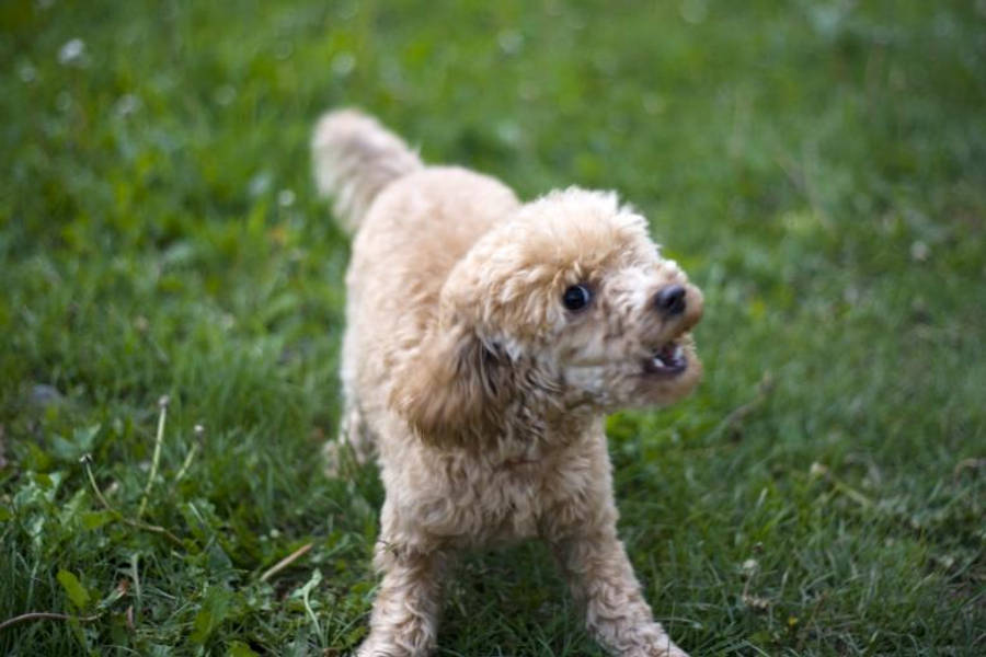 憤怒玩具貴賓犬 壁紙 — 一隻毛茸茸的淺棕色貴賓犬幼犬警覺地站在充滿活力的綠色草地上，帶著頑皮的表情。