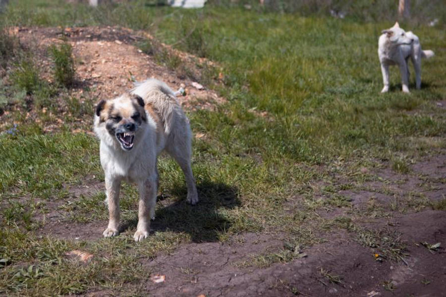 憤怒的亞美尼亞加姆普犬 壁紙 — 一隻毛茸茸嘅狗喺草地上露出牙齒，而另一隻狗喺背景警覺咁企喺度。