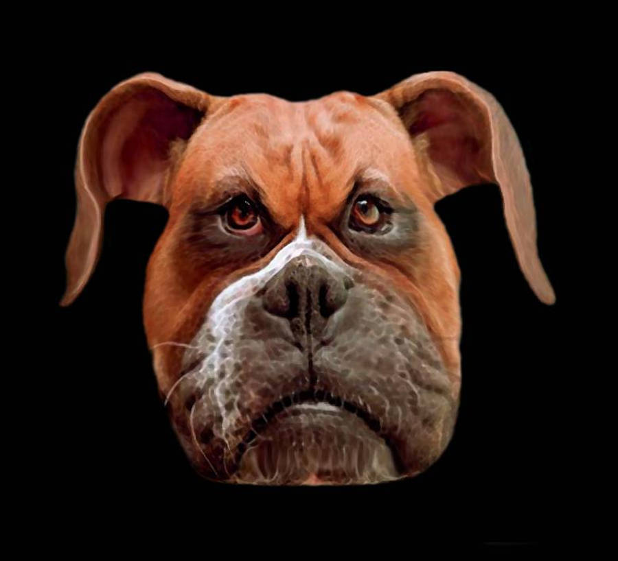 憤怒的拳師犬 壁紙 — 一隻棕色拳師犬的 close-up 肖像，白色口鼻，眼神充滿靈魂，背景為純黑色。