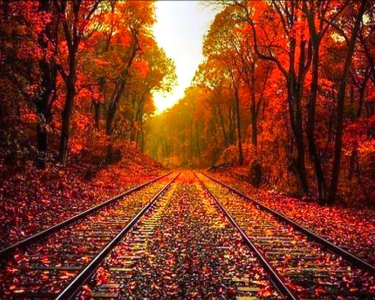 穿過秋日森林的鐵路軌道，紅葉與金色陽光。