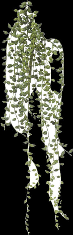 懸垂綠色珍珠項鍊植物 壁紙