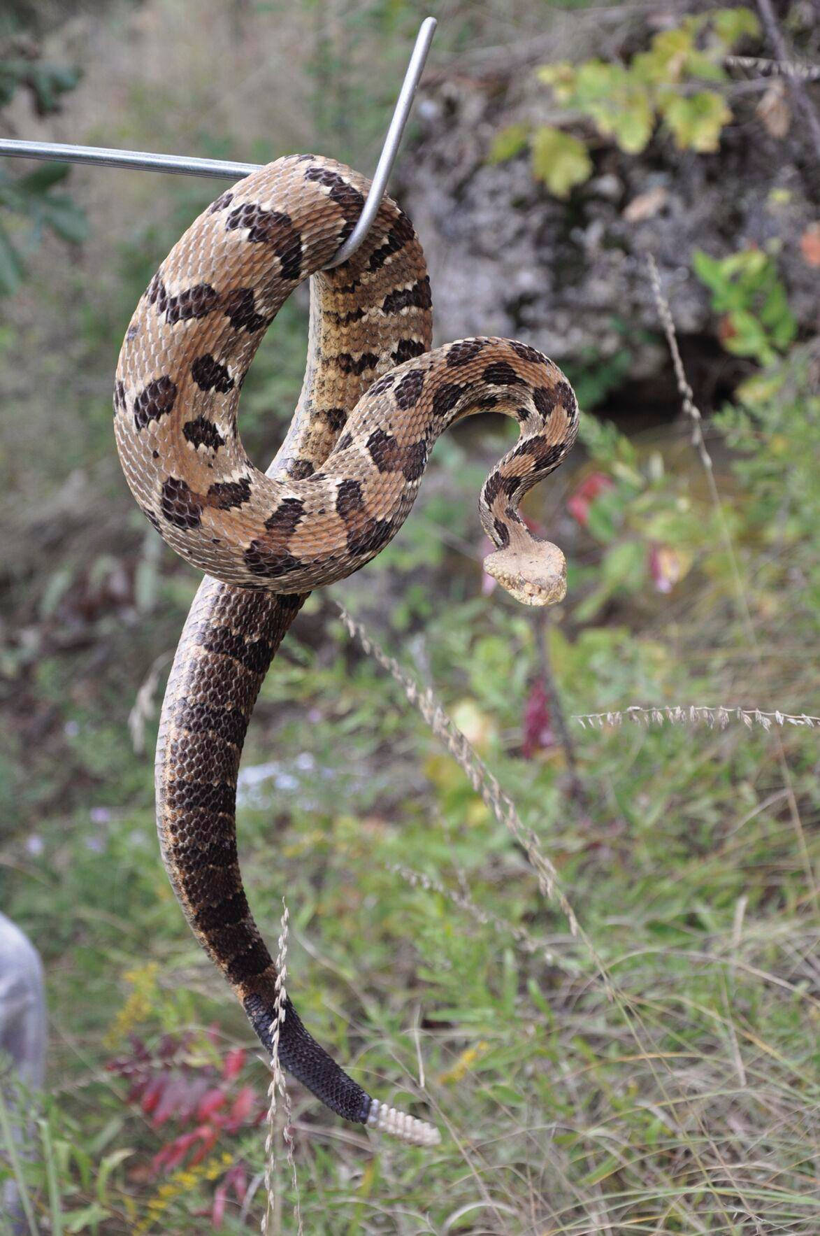 懸掛於金屬桿上的 Timber Rattler 蛇 壁紙 — 一條盤繞的響尾蛇掛在草地上的金屬桿上，背景有模糊的樹葉。