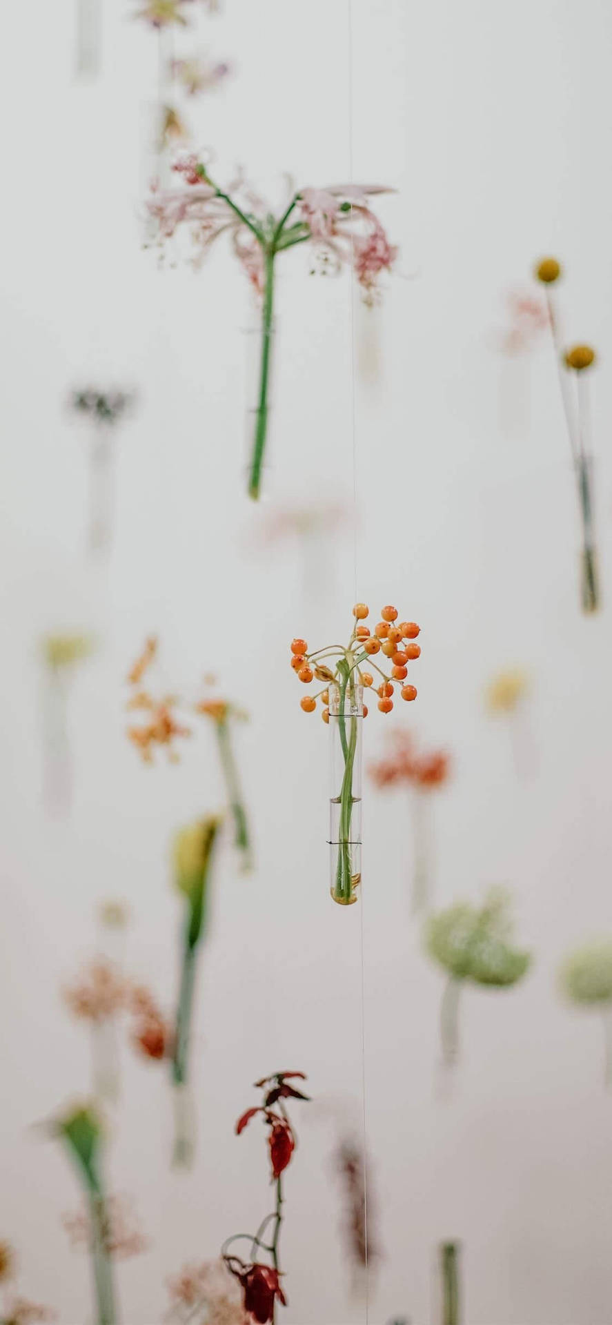懸掛的玻璃瓶，花朵和漿果在空中漂浮。