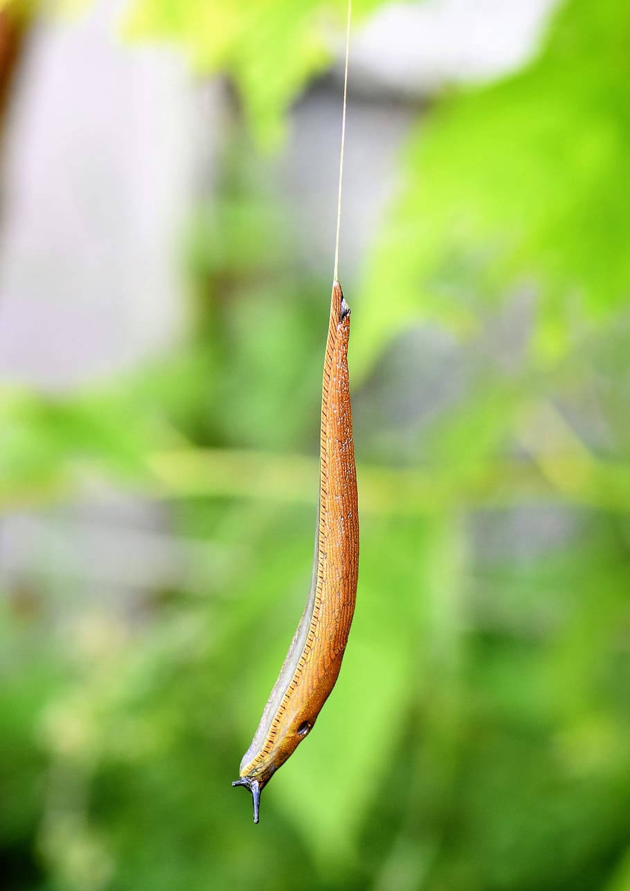 懸掛的黃蛞蝓 壁紙 — 一隻棕色蛞蝓用一條細線懸掛在柔軟的綠色模糊樹葉背景前。