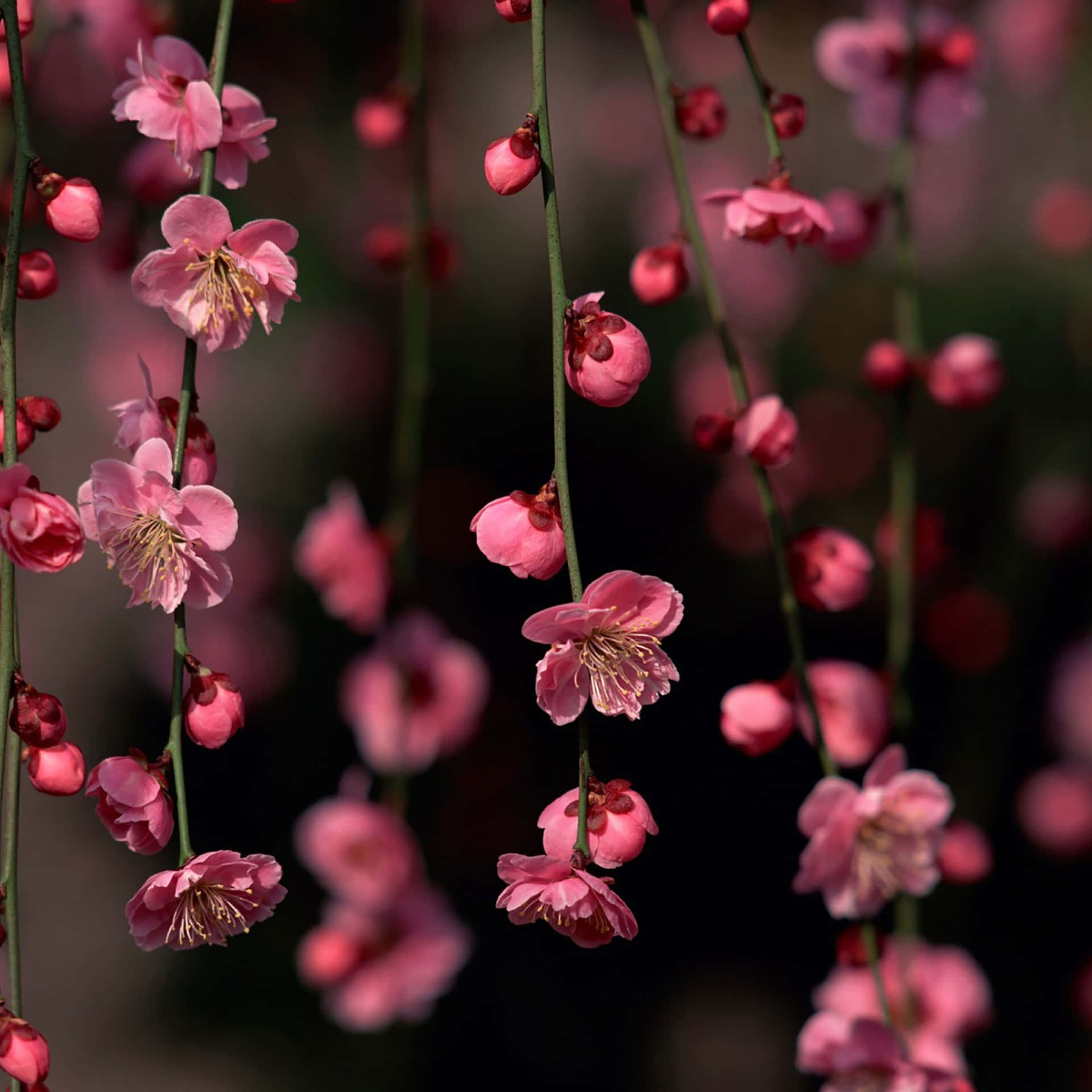 粉紅色櫻花從樹枝上垂下，背景柔和模糊。 — 春季桌面壁紙 壁紙