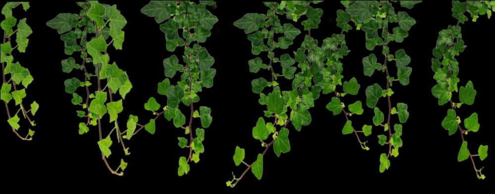 懸掛綠藤植物 壁紙 — 充滿活力的綠色常春藤藤蔓在純黑色背景上優雅地傾瀉而下，展現出細緻的葉片紋理。
