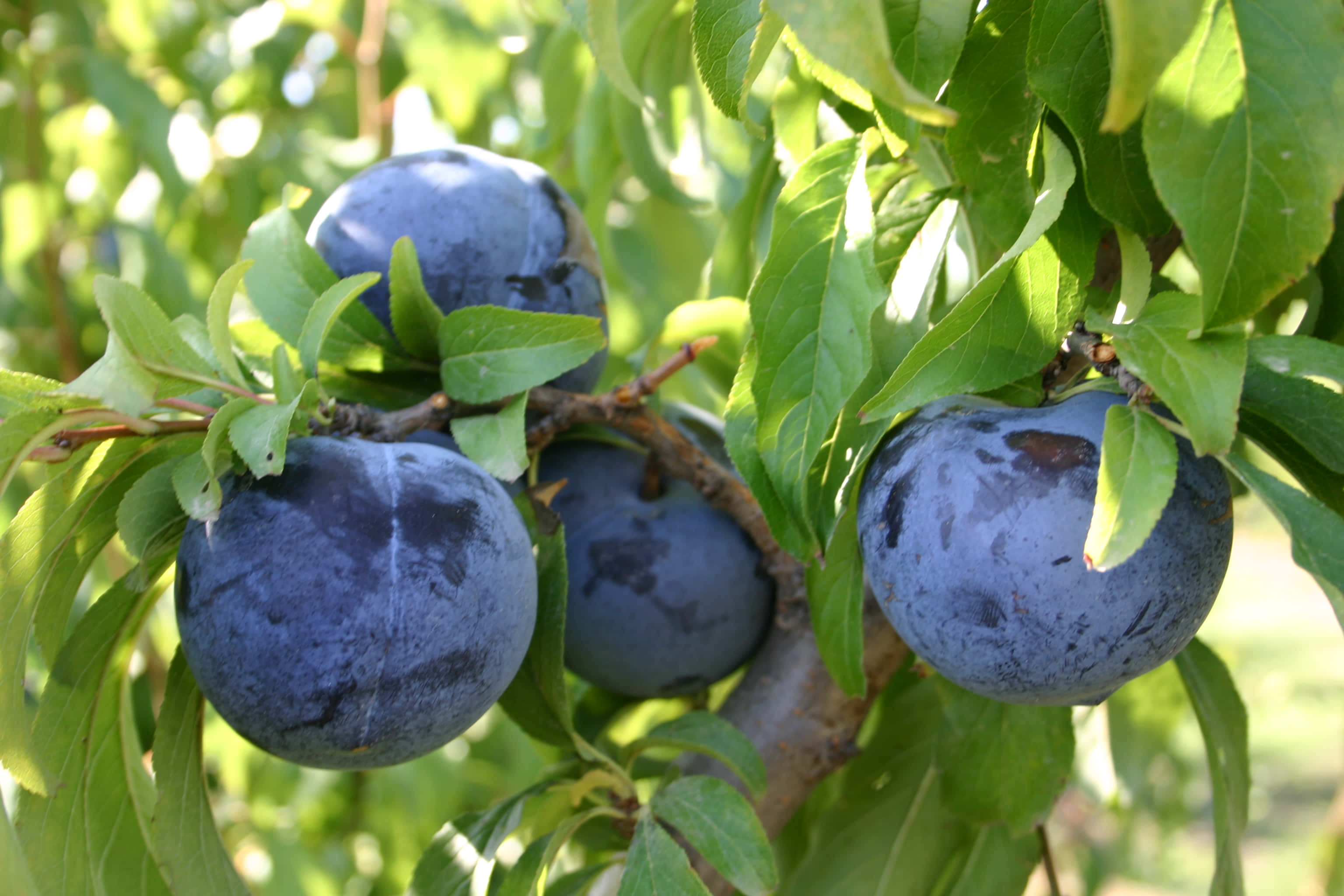 成串未採收的 Damson 梅 壁紙 — 成熟的深紫色李子沉甸甸地掛在陽光照耀的樹枝上，周圍環繞著鮮綠色的葉子。