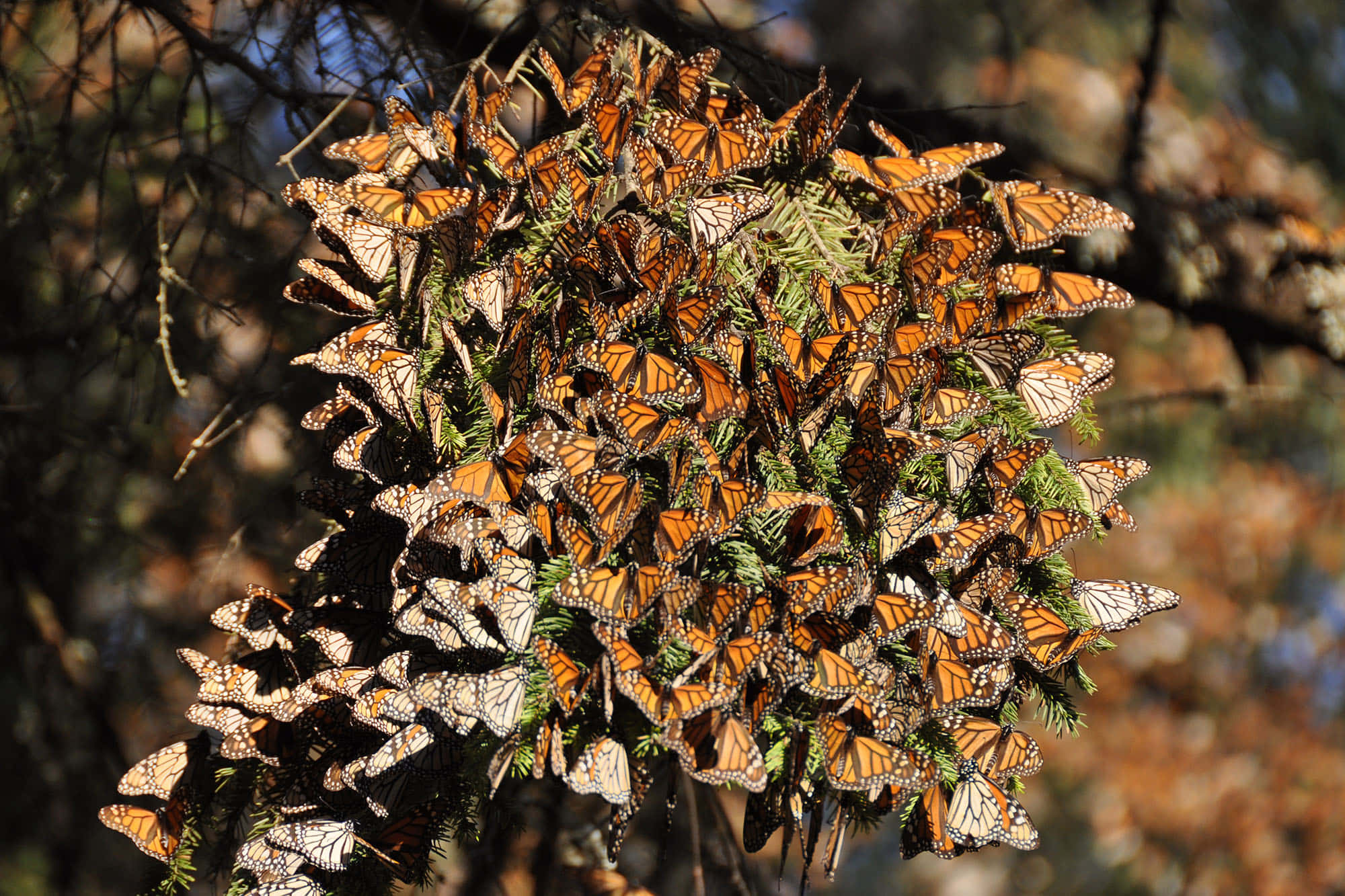 Butterfly Migration 桌布 壁紙 — 成千上萬的帝王斑蝶密密麻麻地聚集在常綠樹枝上，沐浴在溫暖的陽光中。