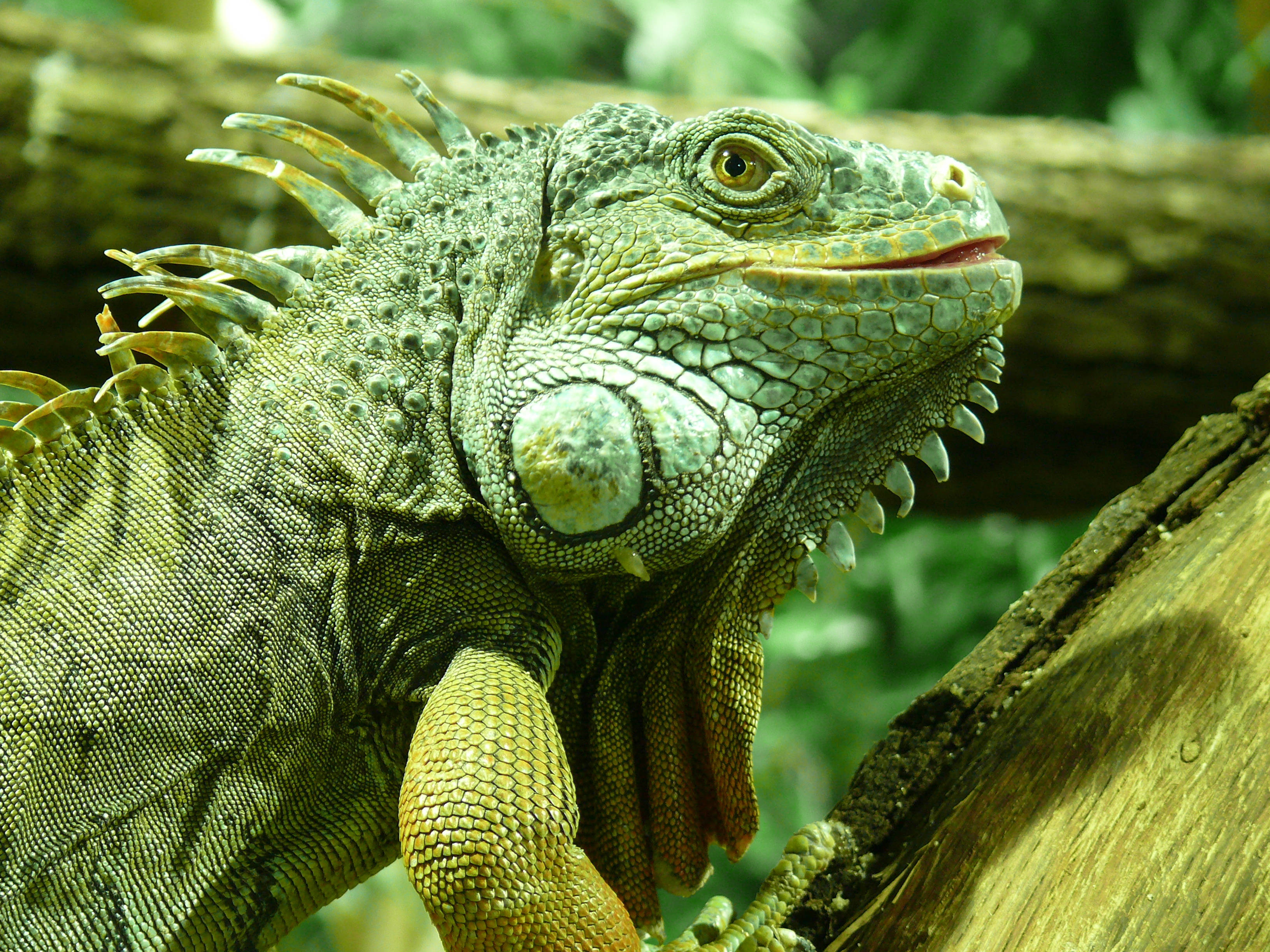 成年綠鬣蜥攀樹 壁紙 — 一隻綠色鬣蜥棲息在圓木上的特寫，具有詳細的鱗片和棘刺，位於茂密的森林環境中。