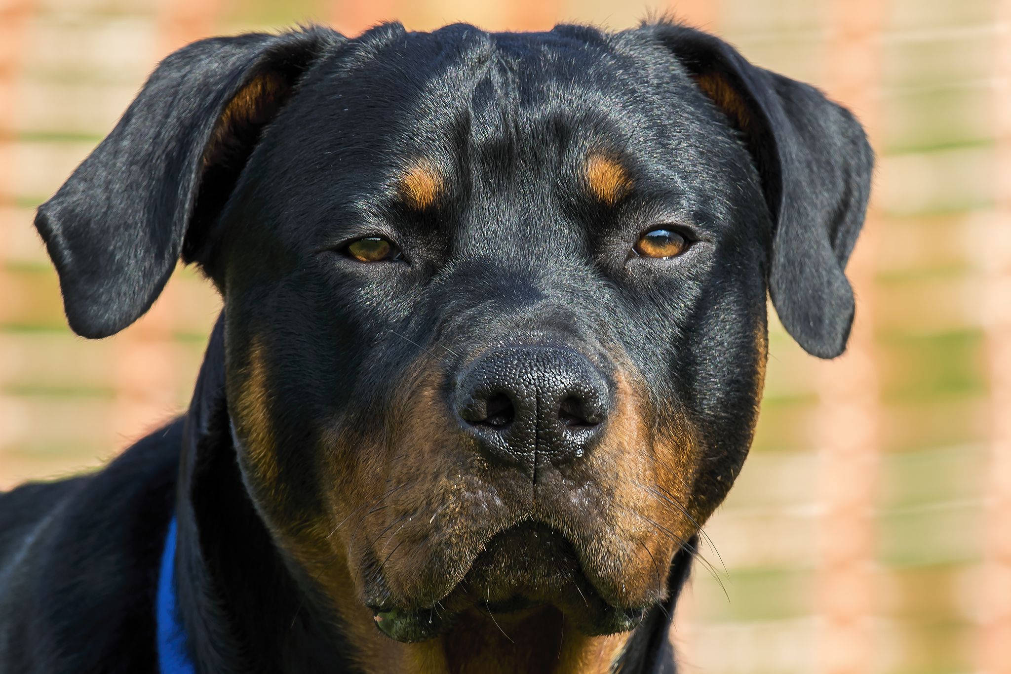 成年羅威納犬 壁紙 — 黑褐色羅威納犬的近距離肖像，琥珀色眼睛充滿靈魂，直視觀看者。