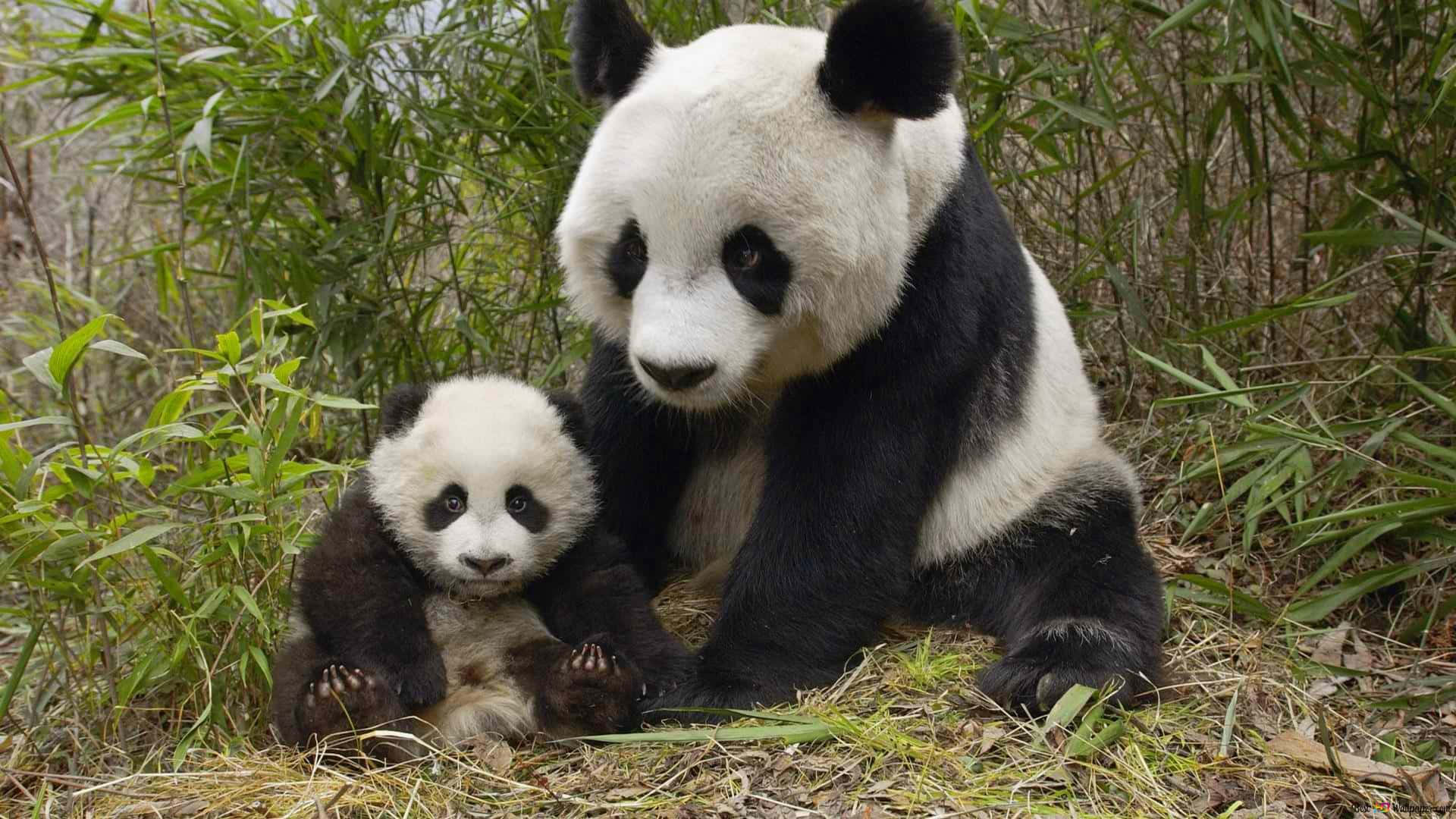 大熊貓媽媽和她的寶寶一起坐在竹林裡。