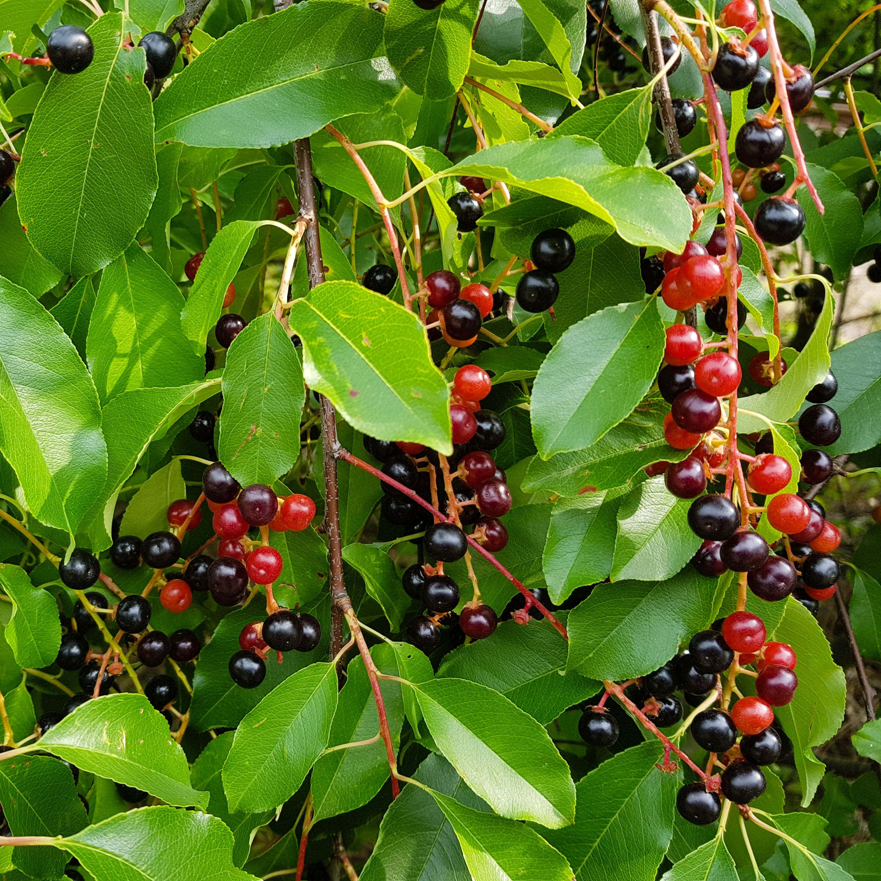 Black Cherry 桌布 壁紙 — 成熟嘅紅色同黑色車厘子一簇簇咁密集咁掛喺陽光照射嘅樹枝上，喺光滑嘅綠葉之間。