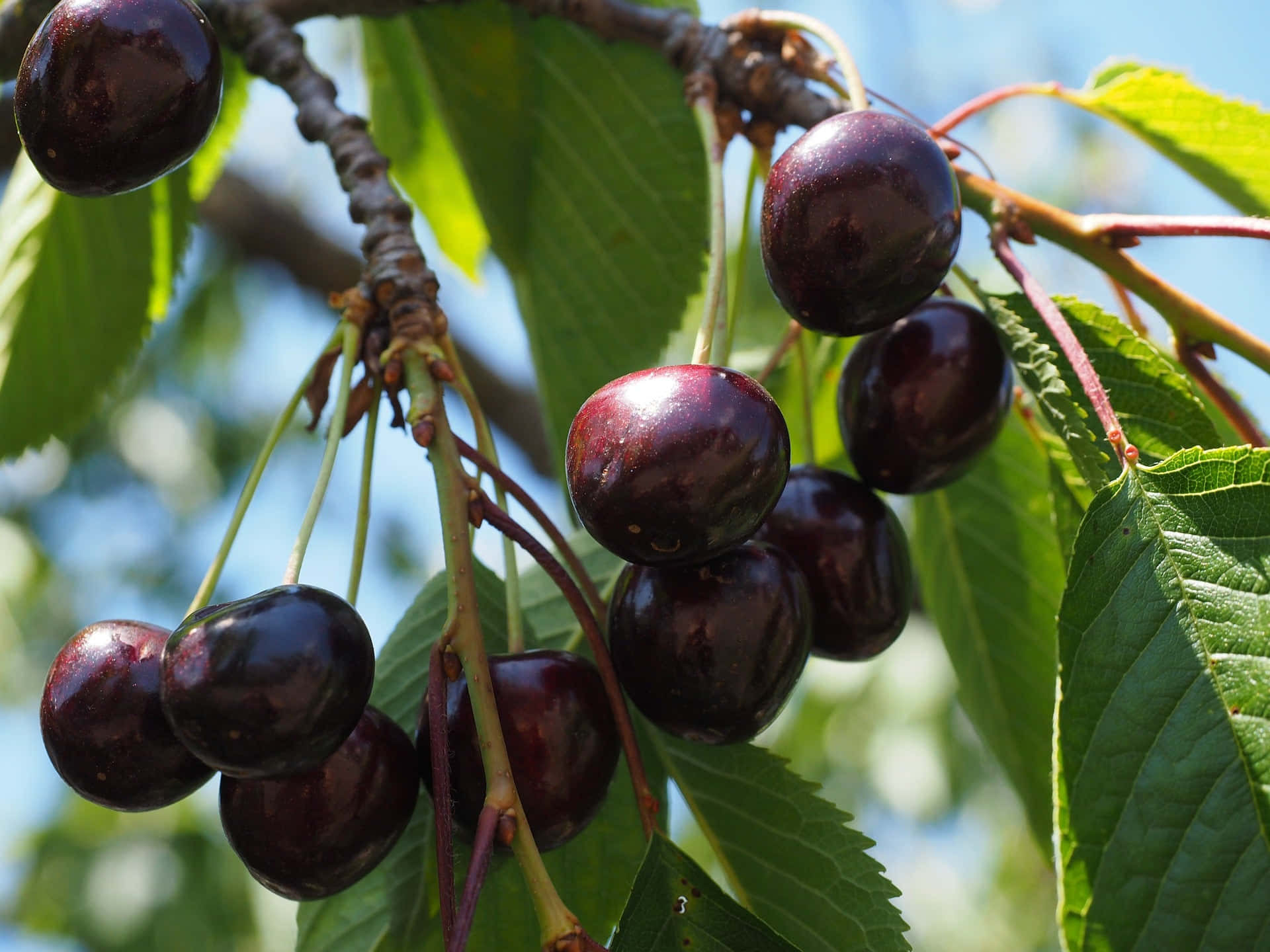 Black Cherry 桌布 壁紙 — 成熟深色車厘子在陽光照耀的樹枝上閃閃發光，周圍環繞著鮮綠色的葉子，襯托著明亮的藍天。