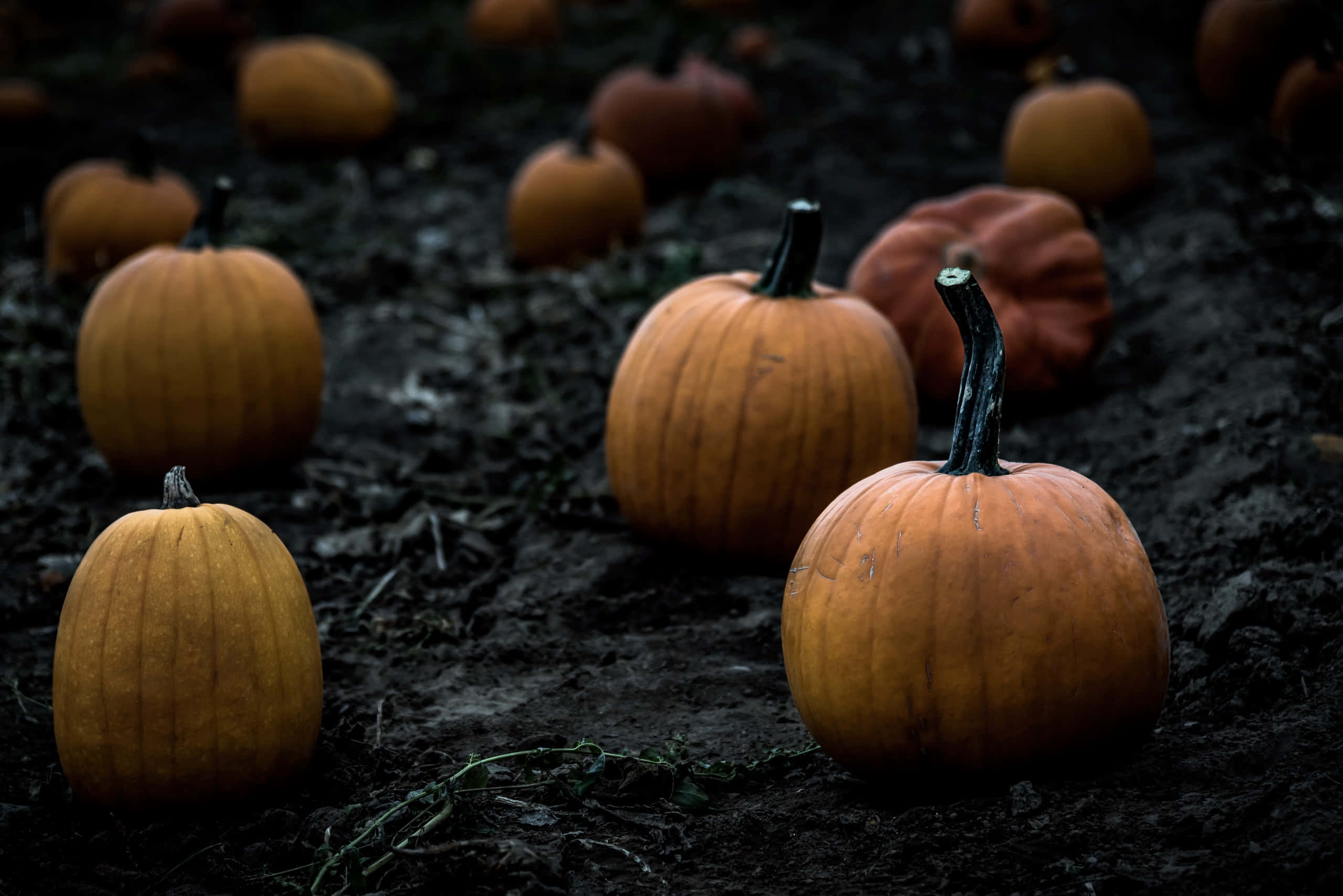 Fall Pumpkin 桌布 壁紙 — 成熟的南瓜在昏暗的田野中躺在深色泥土上，它們的橙色色調在泥土背景下柔和地發光。