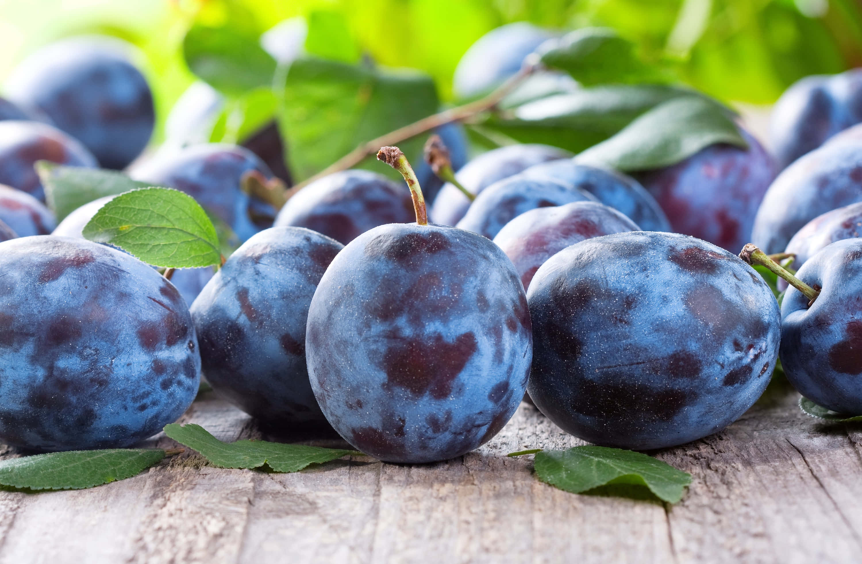 Purple Plums 桌布 壁紙 — 成熟的布冧帶有灰藍色果皮和綠葉，在明亮的陽光下放在經風化的木質表面上。
