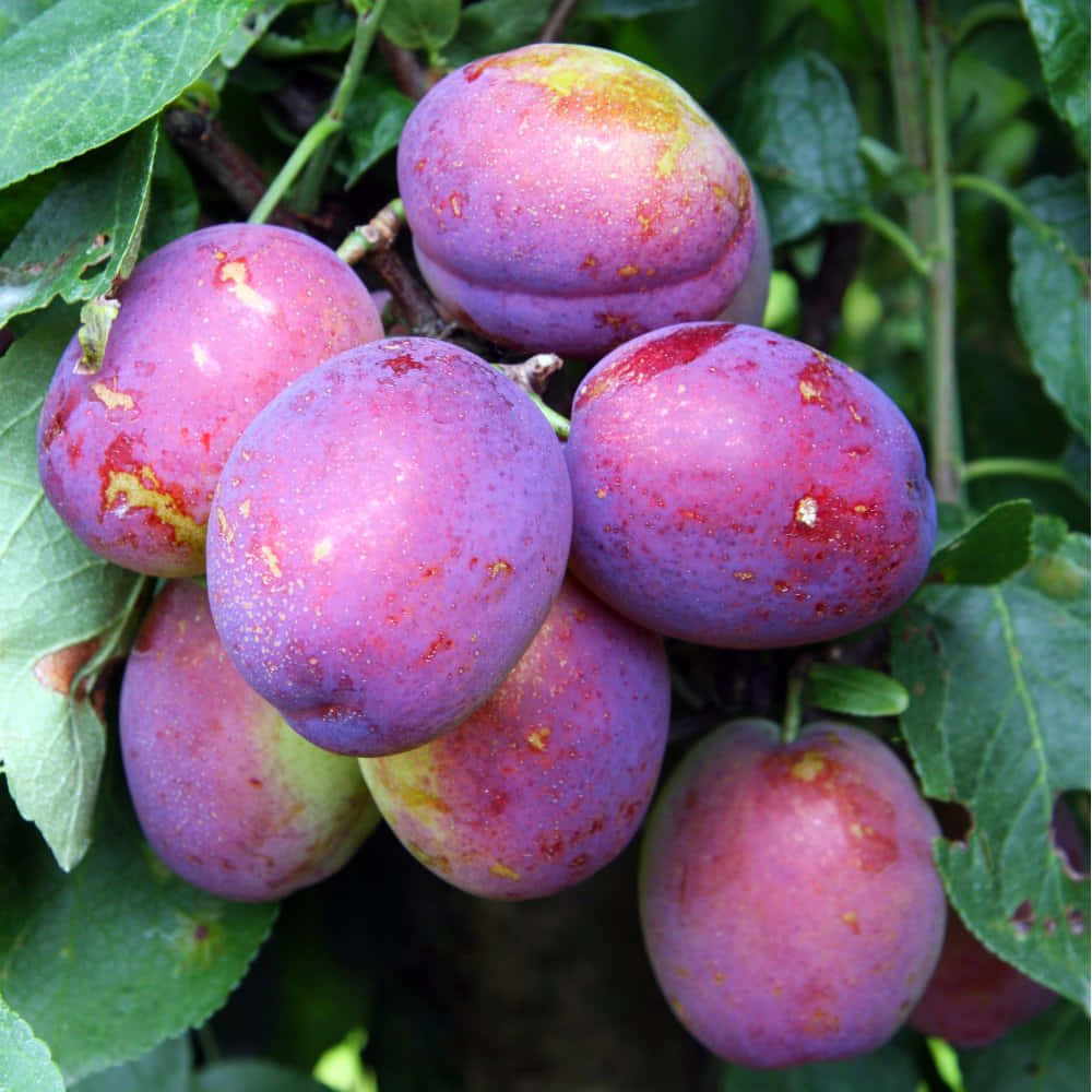 Purple Plums 桌布 壁紙 — 成熟的李子帶有紫色和黃色色調，成簇掛在長滿葉子的樹枝上，閃爍著露珠。