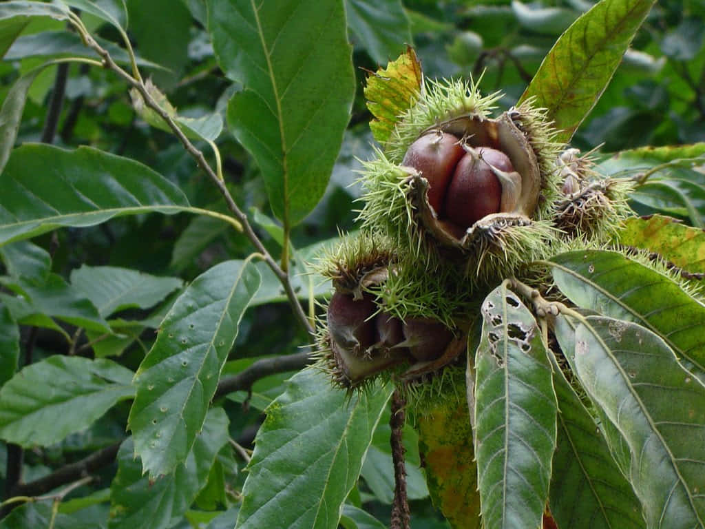 Chestnut 桌布 壁紙 — 成熟的栗子從長滿尖刺的綠色外殼中爆裂出來，依偎在樹枝上茂密的綠葉之間。