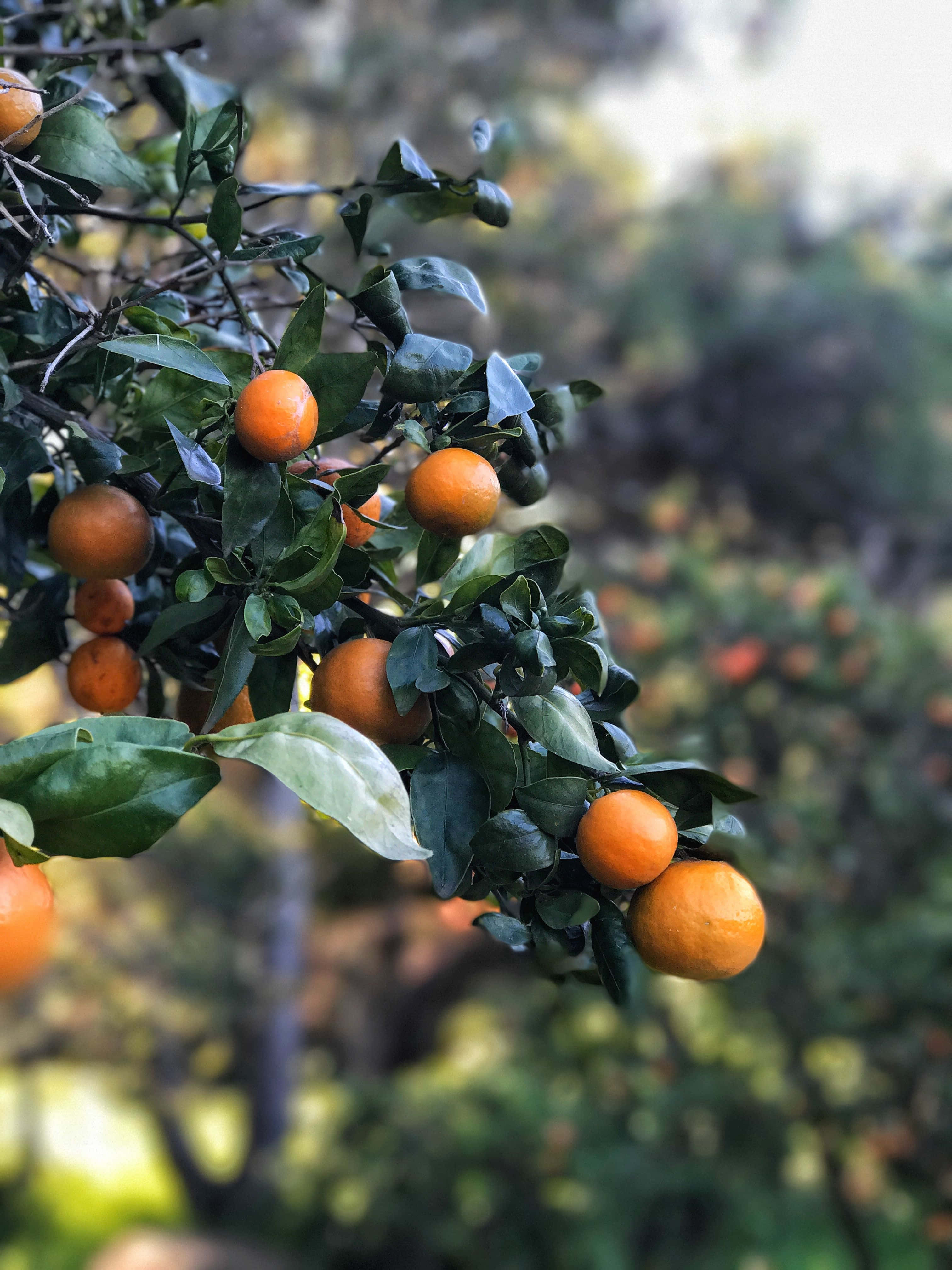Winter Fruits 桌布 壁紙 — 成熟的橙色柑橘類水果密密麻麻地掛在長滿樹葉的樹枝上，背景是柔和模糊的綠色。