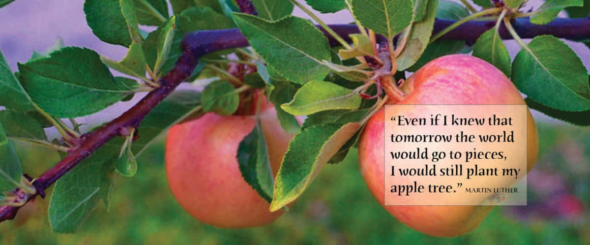 Fall Apples 桌布 壁紙 — 成熟的粉紅色蘋果掛在樹枝上，帶有引文疊加，背景是柔和模糊的花園。