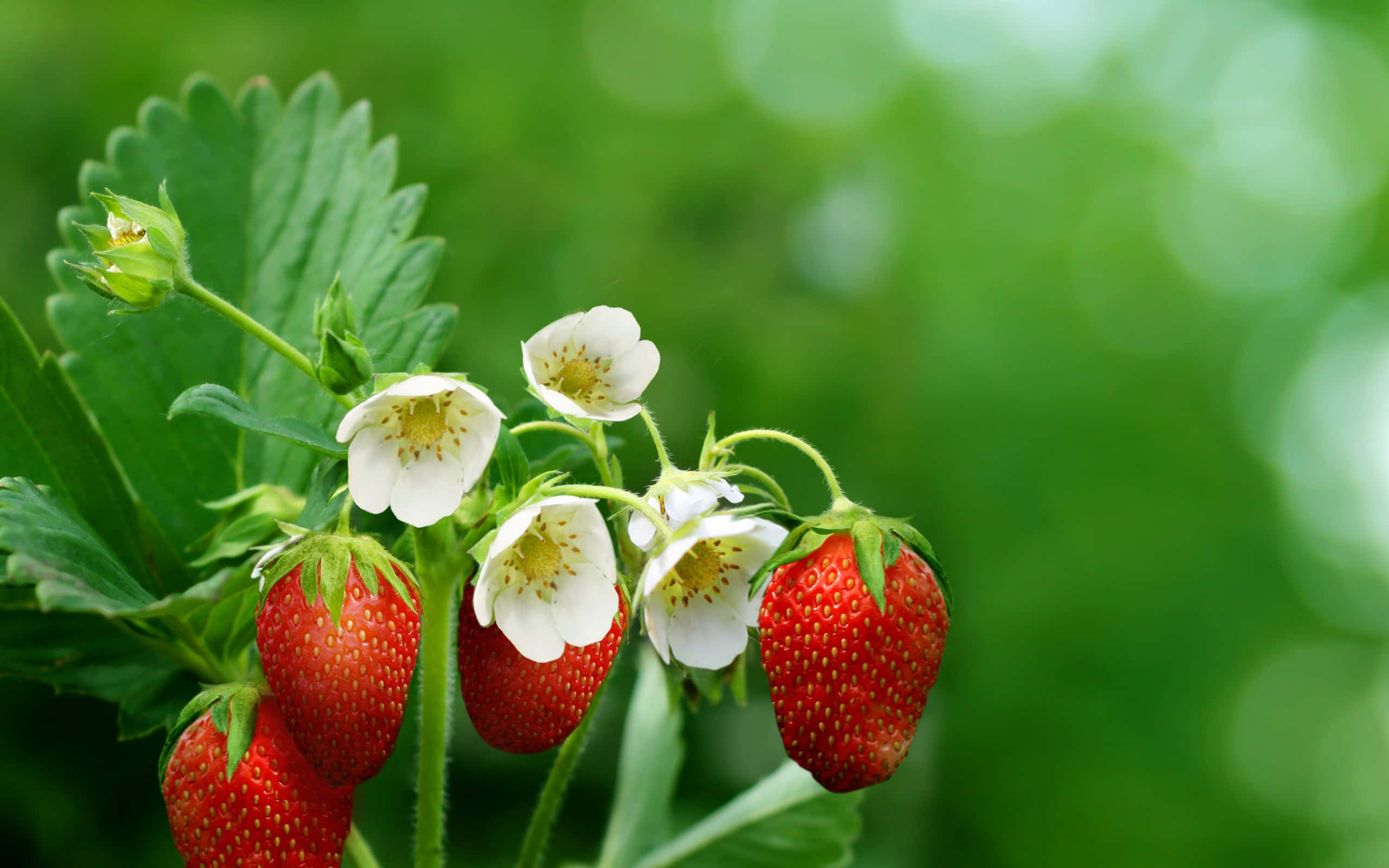 Cute Strawberry 桌布 壁紙 — 成熟的紅色草莓和精緻的白色花朵在充滿活力的綠色植物上一起綻放，背景是柔和模糊的樹葉。