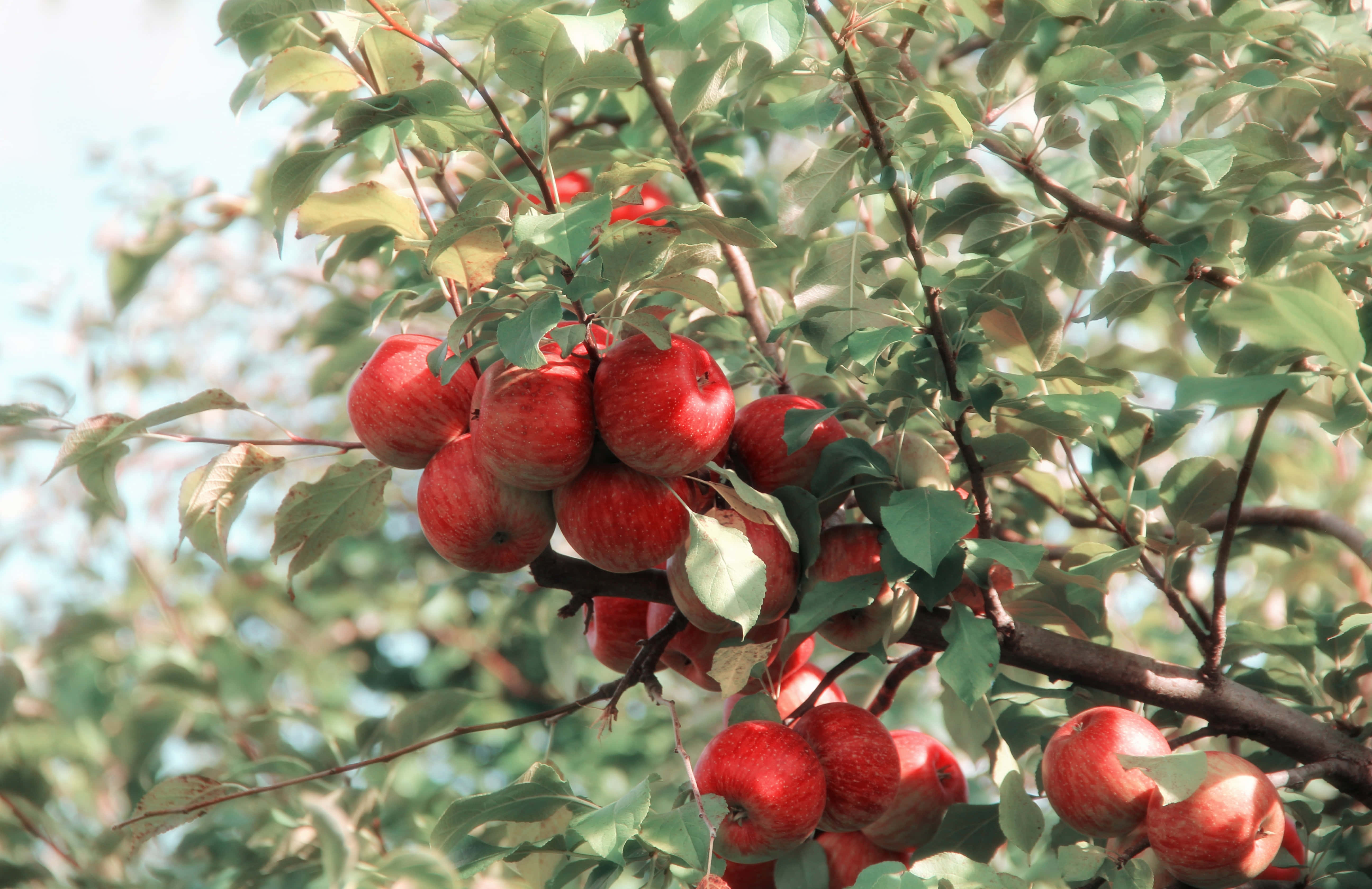 Summer Fruits 桌布 壁紙 — 成熟的紅蘋果密密麻麻地掛在陽光照耀的樹枝上，周圍是茂密的綠葉。