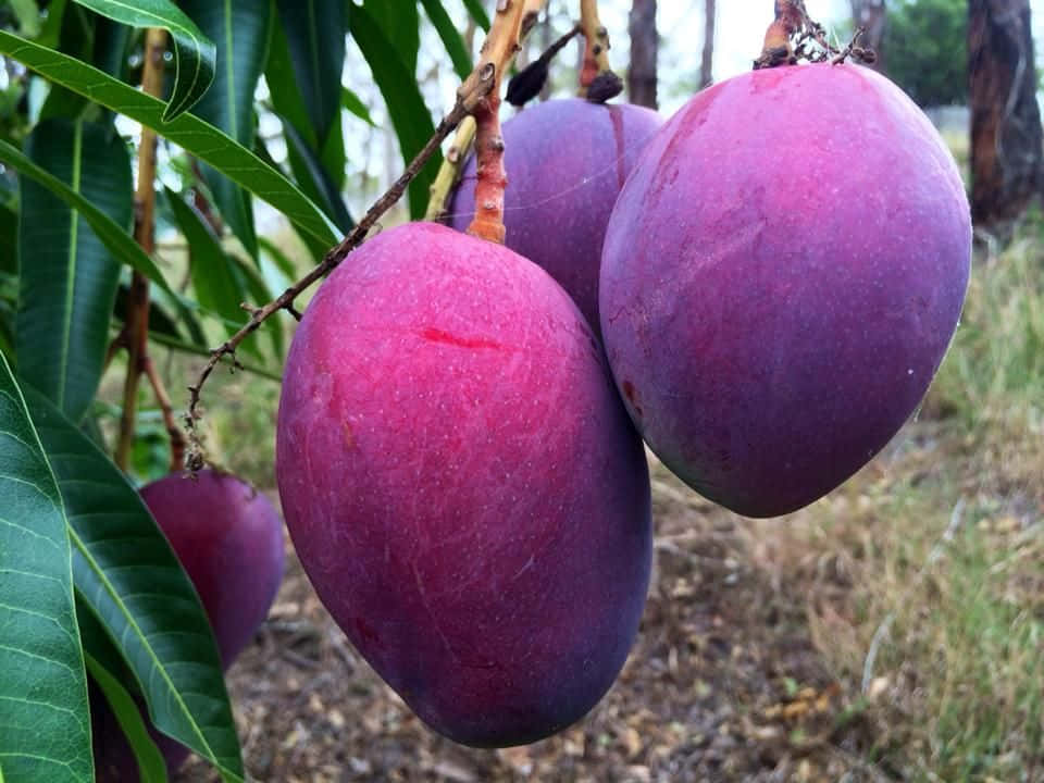 Blue Mango 桌布 壁紙 — 成熟的紫色芒果沉甸甸地掛在樹枝上，周圍是茂密的綠葉。
