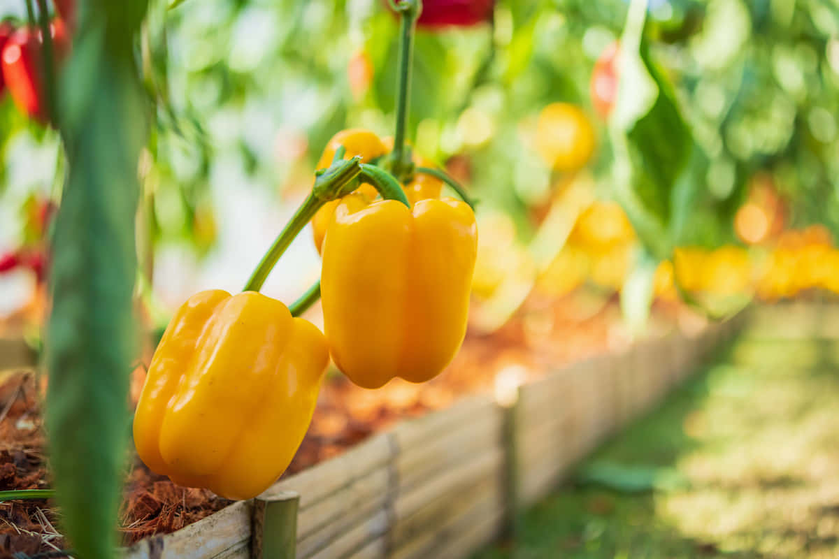 Yellow Bell Pepper 桌布 壁紙 — 成熟的黃色甜椒掛在藤蔓上，生長在陽光普照的花園苗床中，背景有模糊的綠色葉片和木質邊框。